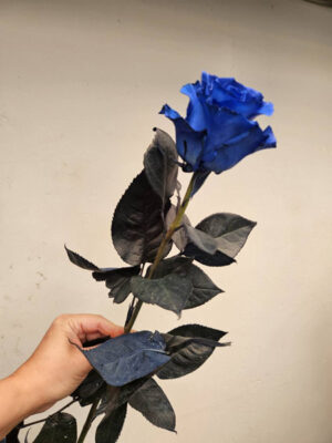 EnDuHolderAf - edh026